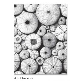 Art Drawing MADAME HUBERT N 41 Sea Urchins